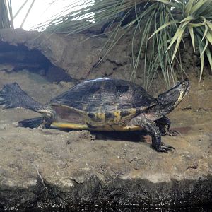Coastal River Exhibit
