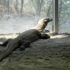 Komodo Dragon