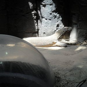 Komodo Dragon Exhibit