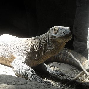 Komodo Dragon