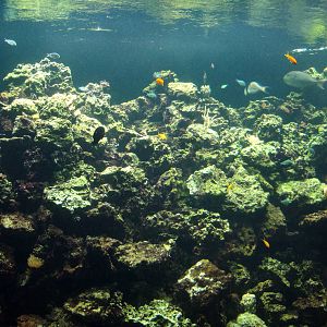 Live Coral Exhibit