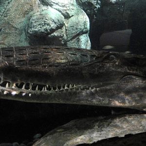 Tomistoma