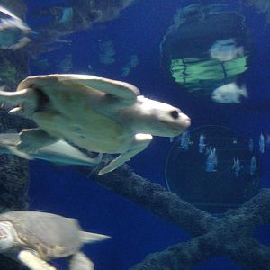 Kemp's Ridley Sea Turtles