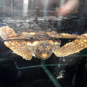 Baby Loggerhead Sea Turtle