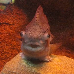Lumpfish