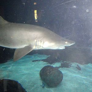 Sand Tiger Shark