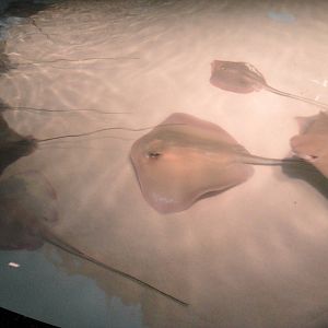 Rays in the a Touch Exhibit