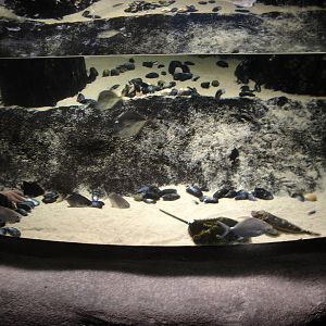 Shallow Coastal Tank