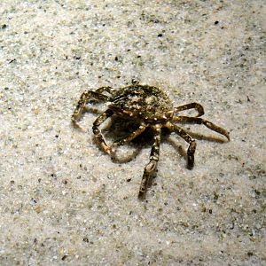 Spider Crab