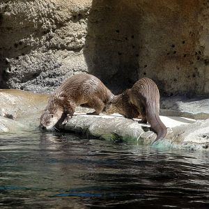 River Otters