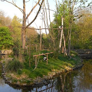 Plaswijckpark Rotterdam - Black and White Ruffed Lemurs