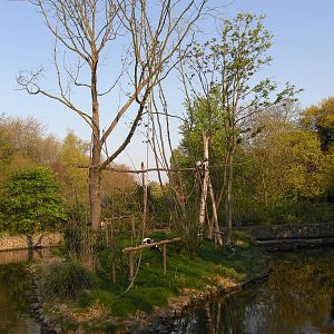 Plaswijckpark Rotterdam - Black and White Ruffed Lemurs