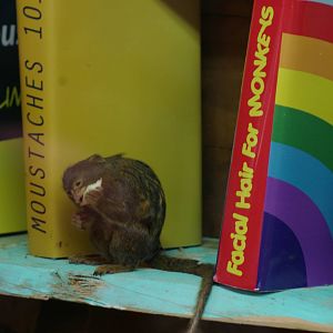 pigmy marmoset (Callithrix pygmaea)