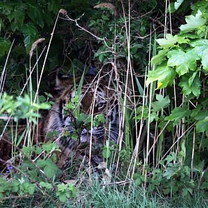 Vladimir, Amur tiger