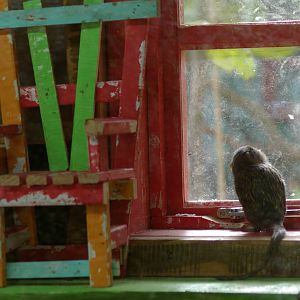 pigmy marmoset (Callithrix pygmaea)