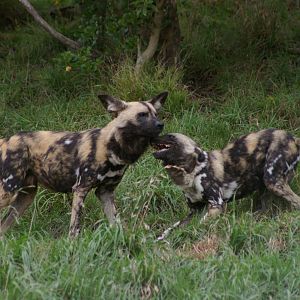Cape hunting dogs (Lycaon pictus)