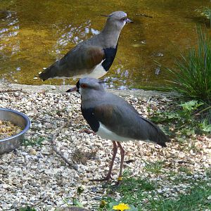Southern lapwings at Birdland, 22 April 2011
