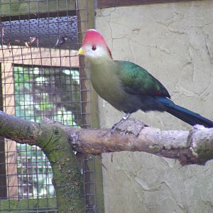 Red-crested turaco at Birdland, 22 April 2011