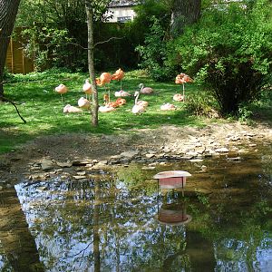 Caribbean and Chilean flamingoes at Birdland, 22 April 2011