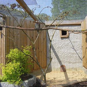 Kookaburras at Birdland, 22 April 2011