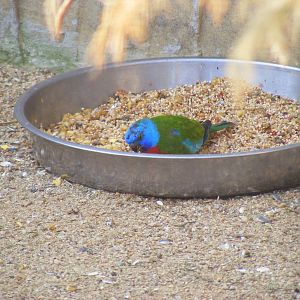 Splendid parakeet at Birdland, 22 April 2011