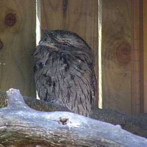 Tawny frogmouth at Birdland, 22 April 2011