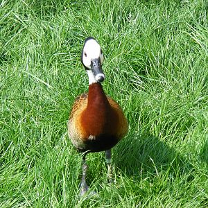 White faced whistling duck at Birdland, 22 April 2011