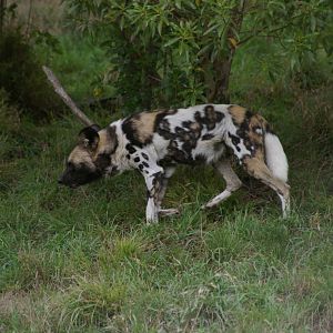 Cape hunting dog (Lycaon pictus)