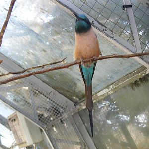 Carmine bee-eater at Birdland, 22 April 2011