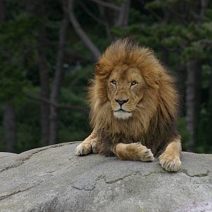 African lion