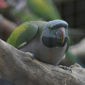 Derbyan parakeet (Psittacula derbiana)