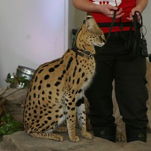 serval in the Amazing Animals show at the zoo