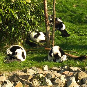 Plaswijckpark Rotterdam - Black and White Ruffed Lemurs