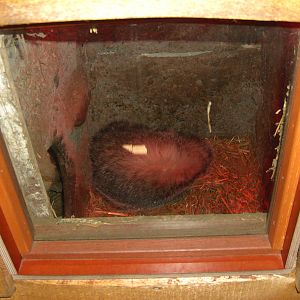 Plaswijckpark Rotterdam - Badger