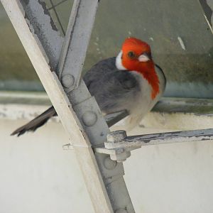 Red-crested cardinal at Birdland, 22 April 2011
