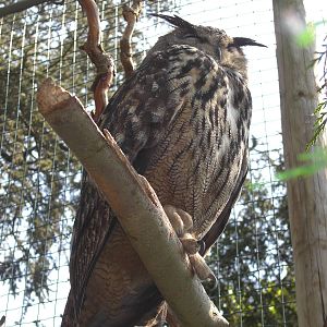 Plaswijckpark Rotterdam - Eagle Owl