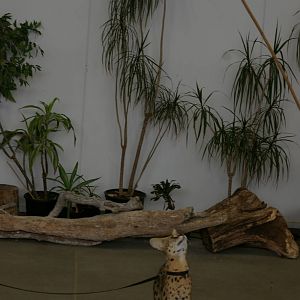 serval in the Amazing Animals show at the zoo