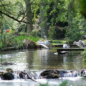 Pink-backed pelicans at Birdland, 22 April 2011