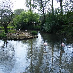 Greater flamingoes at Birdland, 22 April 2011