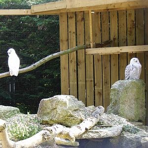 Snowy owls at Birdland, 22 April 2011