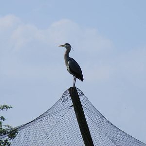 Grey heron at Birdland, 22 April 2011