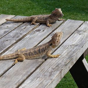 Bearded lizards at Birdland, 22 April 2011