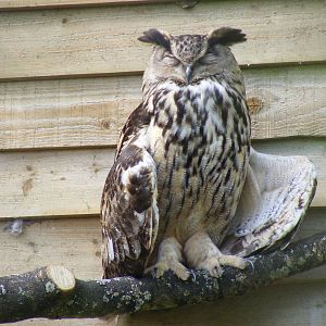 European eagle owl at Birdland, 22 April 2011