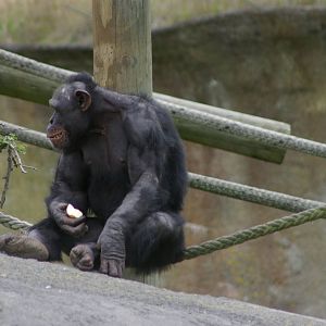 chimpanzee