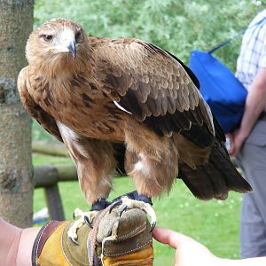 Tawny eagle at Birdland, 22 April 2011