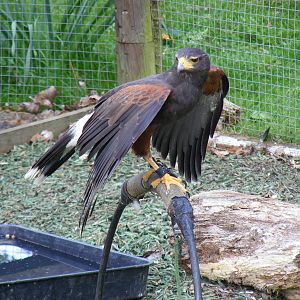 Harris hawk (?) at Birdland, 22 April 2011