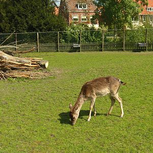 Plaswijckpark Rotterdam - Fallow deer