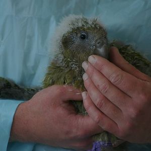 kakapo chick (Strigops habroptilus)