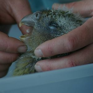 kakapo chick (Strigops habroptilus)