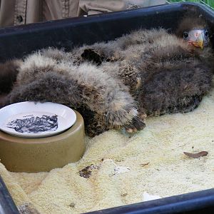 Caracara chicks at Birdland, 22 April 2011